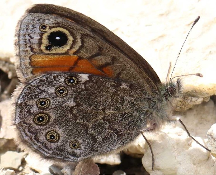 lasiommata_petropolitana_revers.jpg