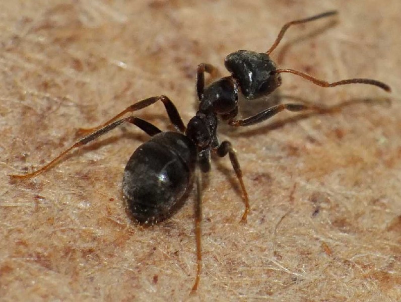 lasius_gr_niger.jpg