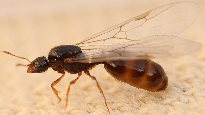 lasius_sp_princesse.jpg