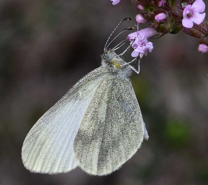 leptidea_sinapis_revers.jpg