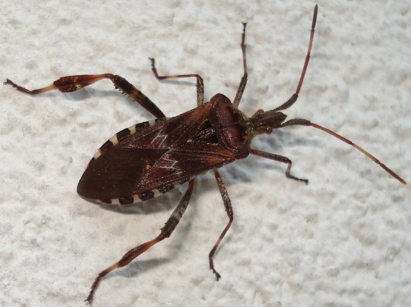 leptoglossus_occidentalis.jpg