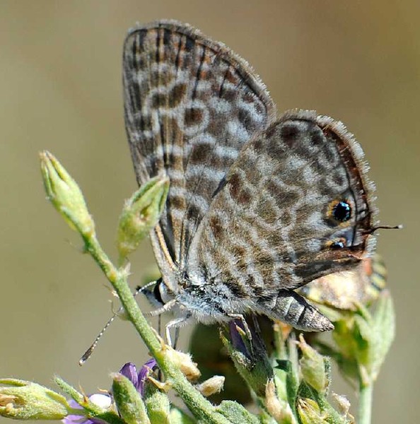 leptotes_perithous.jpg
