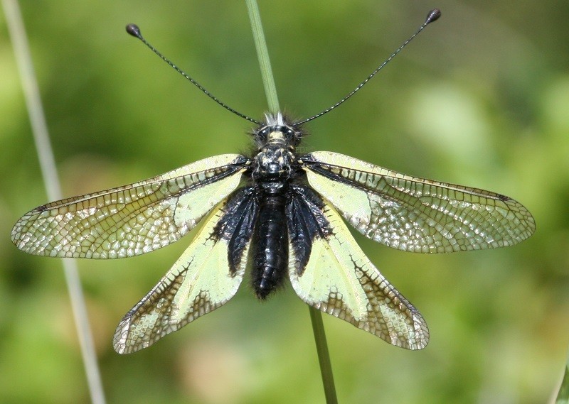 libelloides_coccajus_femelle_1.jpg