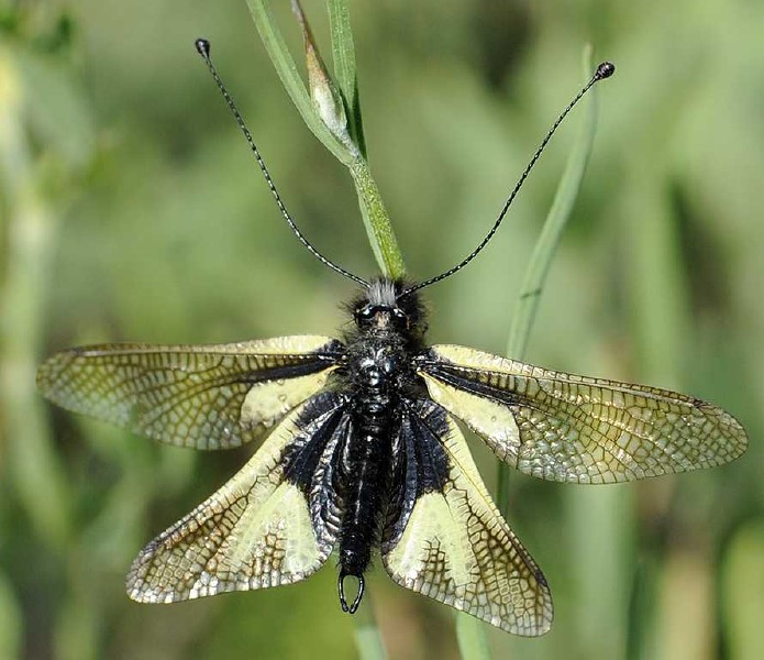libelloides_lacteus_male.jpg