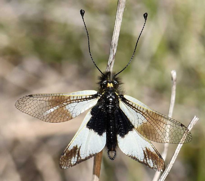libelloides_lacteus_male_1.jpg
