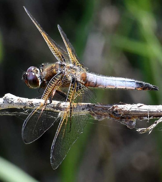 libellula_fulva.jpg