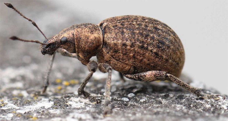 liophloeus_tessellatus_1.jpg