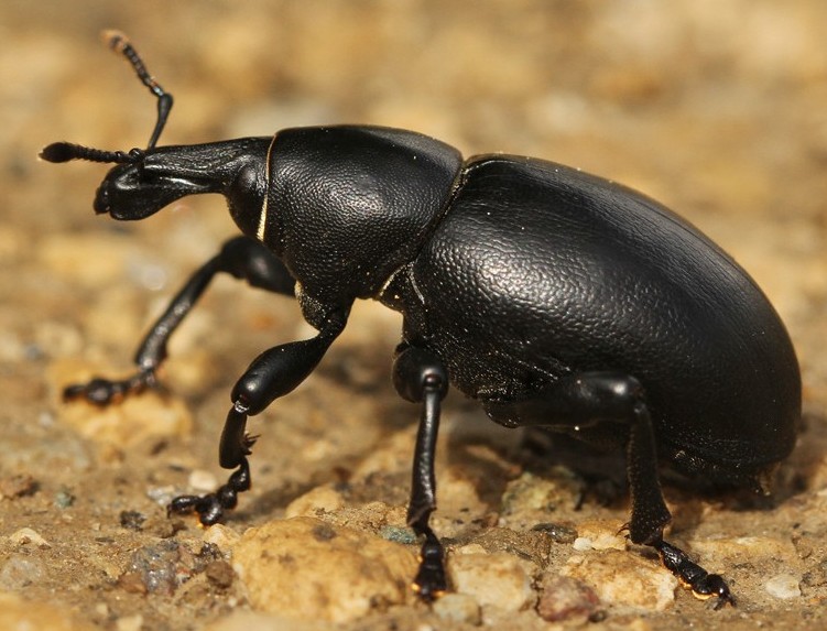 liparus_coronatus.jpg