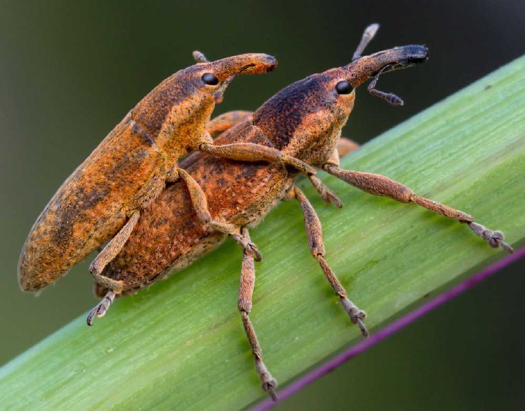 lixus_punctiventris_copula.jpg