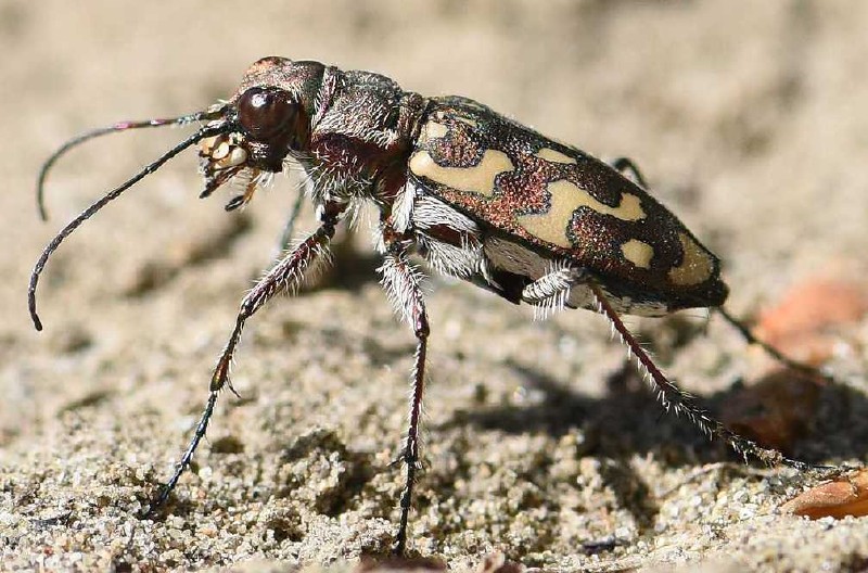 lophyra_flexusosa.jpg