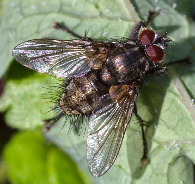 macquartia_dispar_viridana_male.jpg