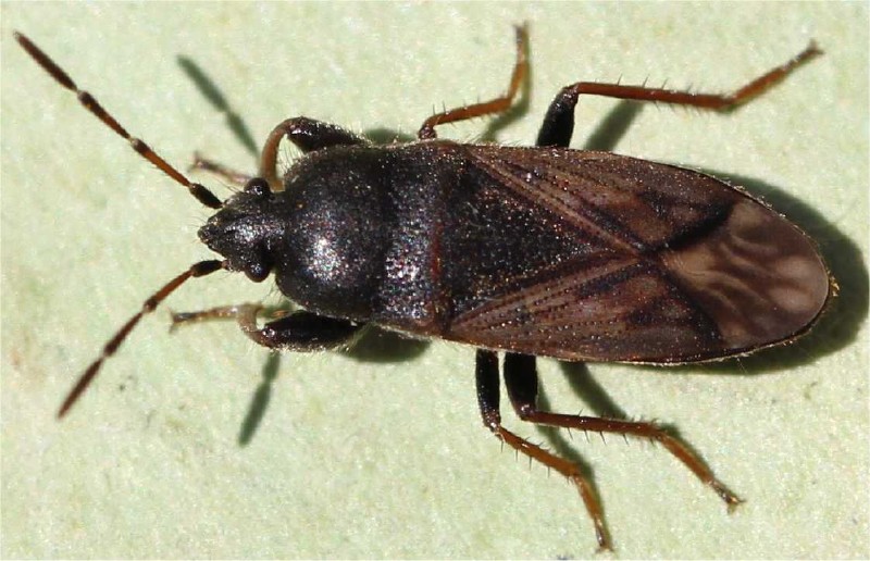 megalonotus_emraginatus.jpg