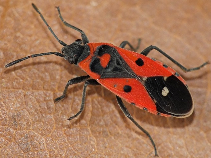 melanocoryphus_albomaculatus_dorsal.jpg