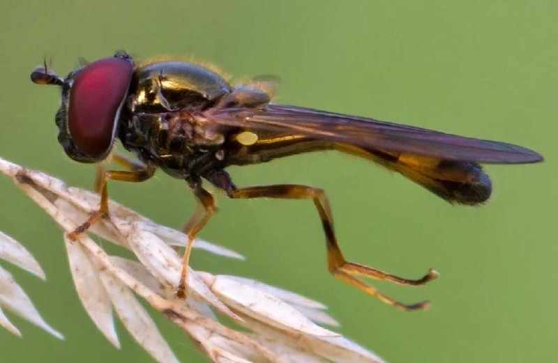 melanostoma_mellinum_male.jpg