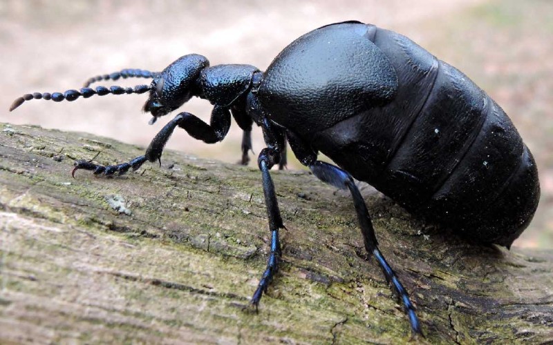 meloe_proscarabeus_2.jpg