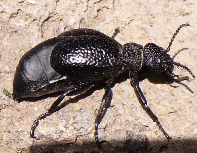 meloe_tuccius_tuccius.jpg