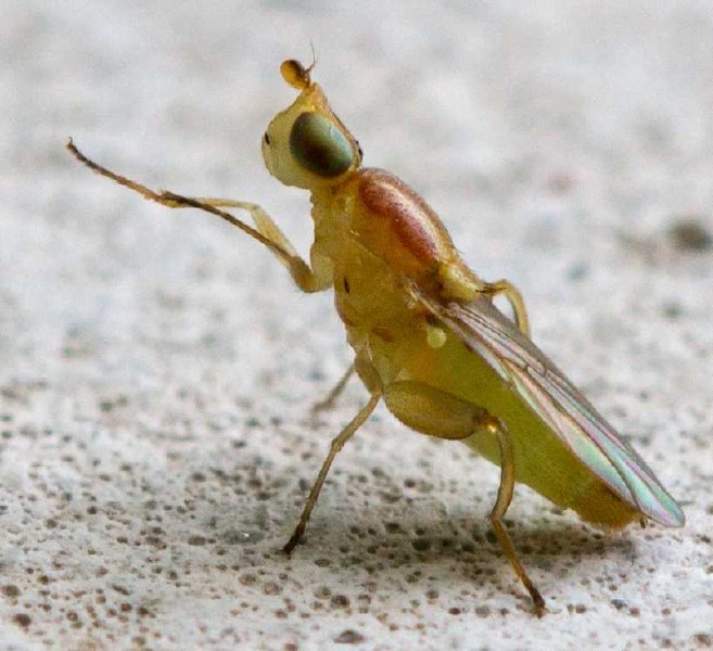 meromyza_cf_femorata_femelle.jpg