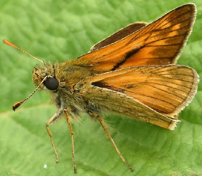 ochlodes_venatus_male_2.jpg