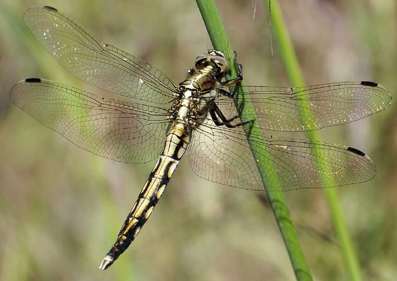 orthetrhum_albistylum_male_immature.jpg