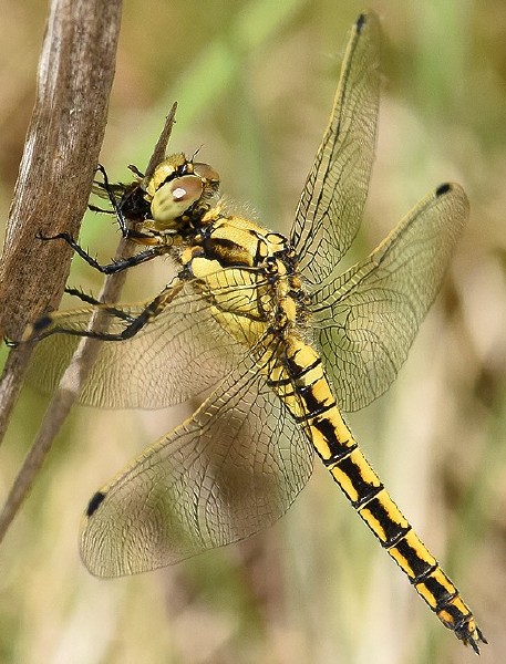 orthetrum_cancellatum_femelle_3.jpg