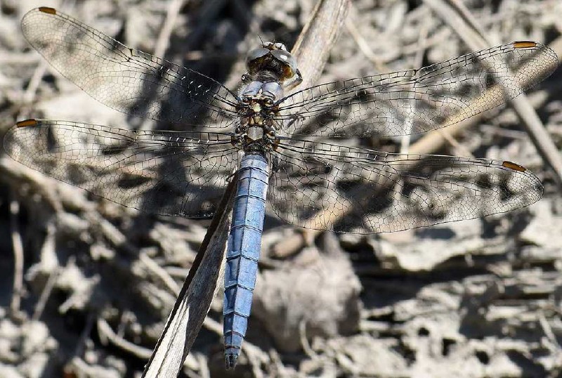 orthetrum_coerulescens.jpg