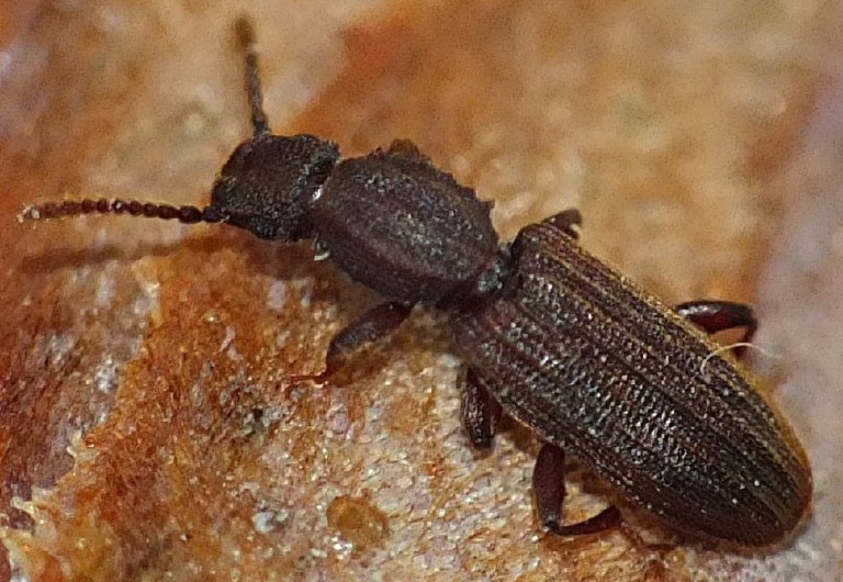 oryzaephilus_surinamensis.jpg