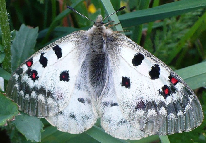 parnassius_phoebus_femelle.jpg