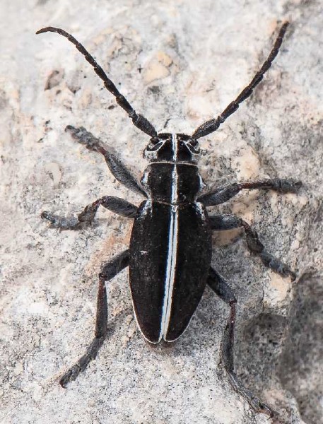pedestredorcadion_arenarium_marsicanum.jpg