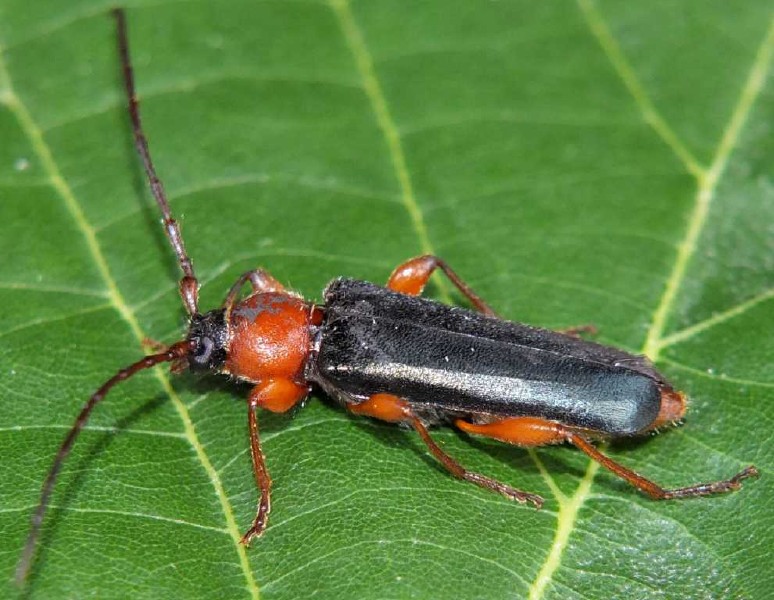 phymatodes_testaceus_6.jpg