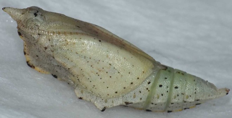 pieris_rapae_chrysalide_1h_avant.jpg