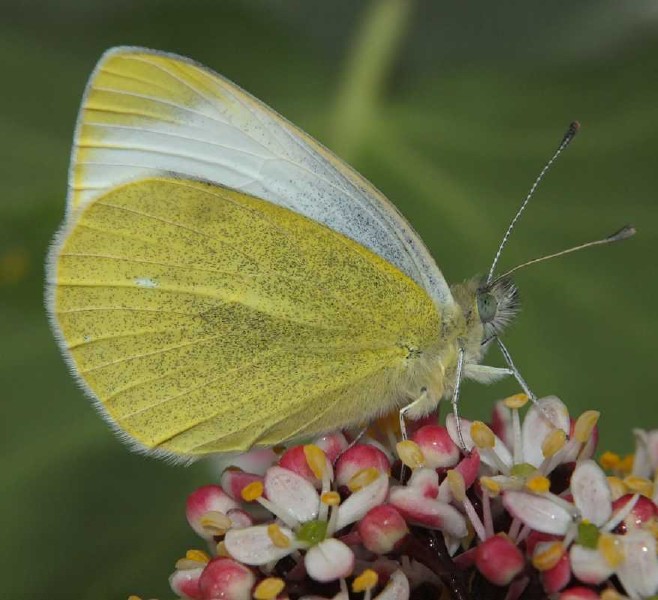 pieris_rapae_femelle.jpg