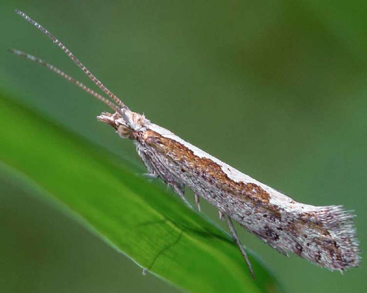 plutella_xylostella.jpg
