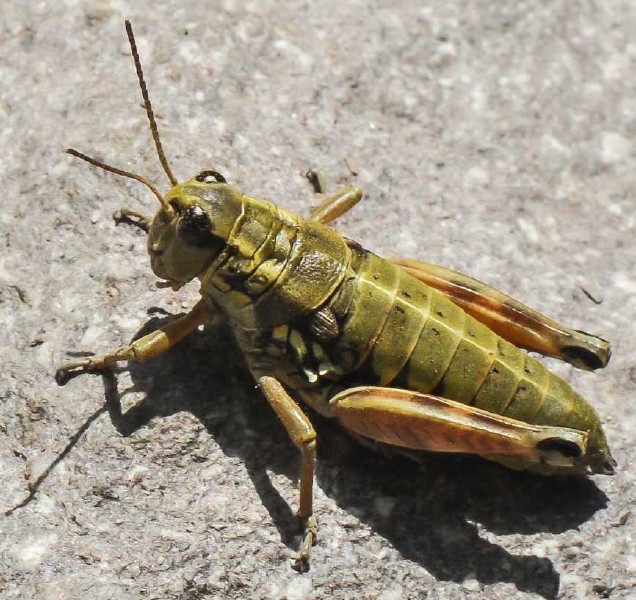 podisma_dechambrei_femelle.jpg