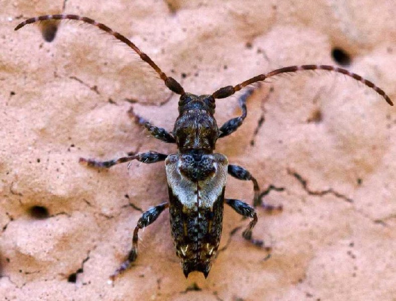 pogonocherus_hispidus_male.jpg