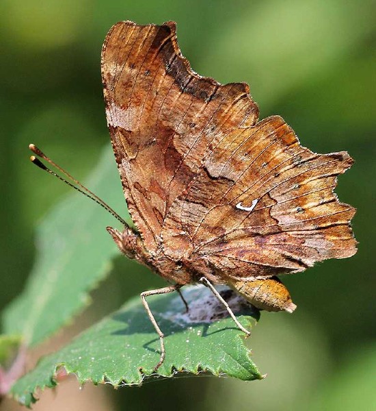 polygonia_c_album_.jpg