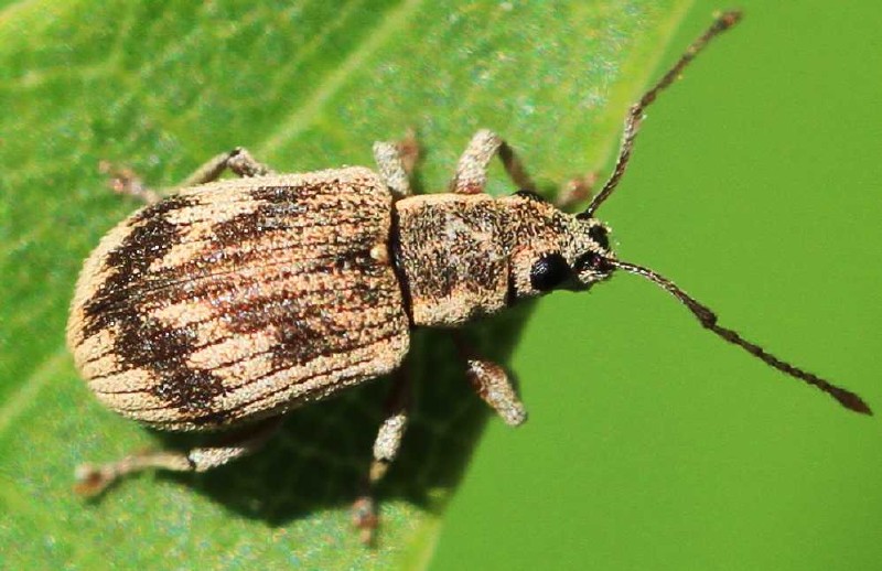 pseudomyllocerus_sinuatus.jpg