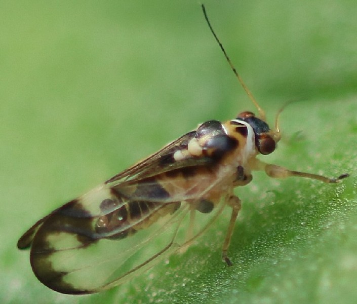 psyllopsis_fraxini_male.jpg