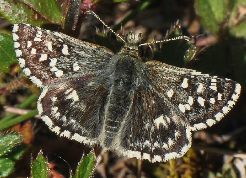 pyrgus_malvoides.jpg