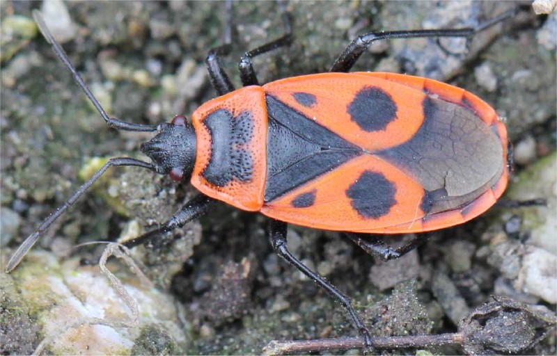 pyrrhocoris_apterus_macroptere.jpg
