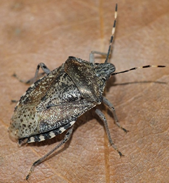 rhaphigaster_nebulosa_dorsal.jpg