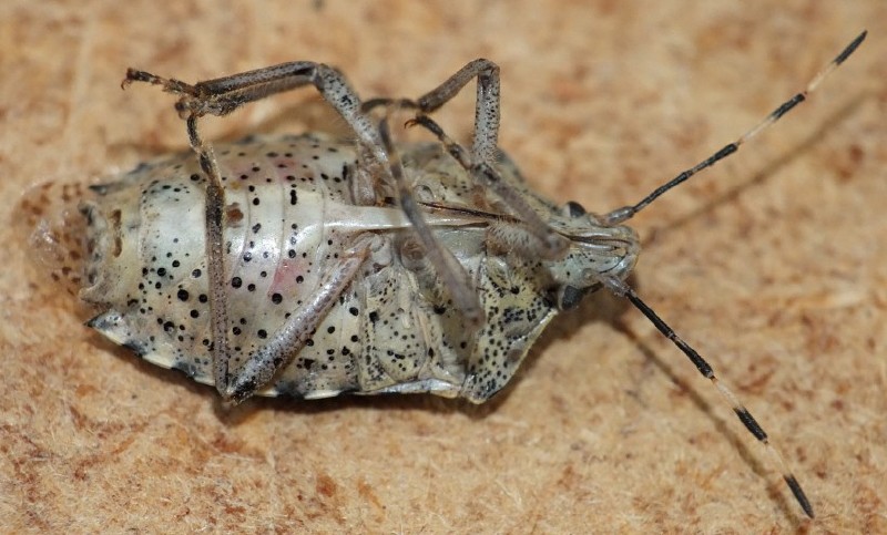 rhaphigaster_nebulosa_ventral.jpg