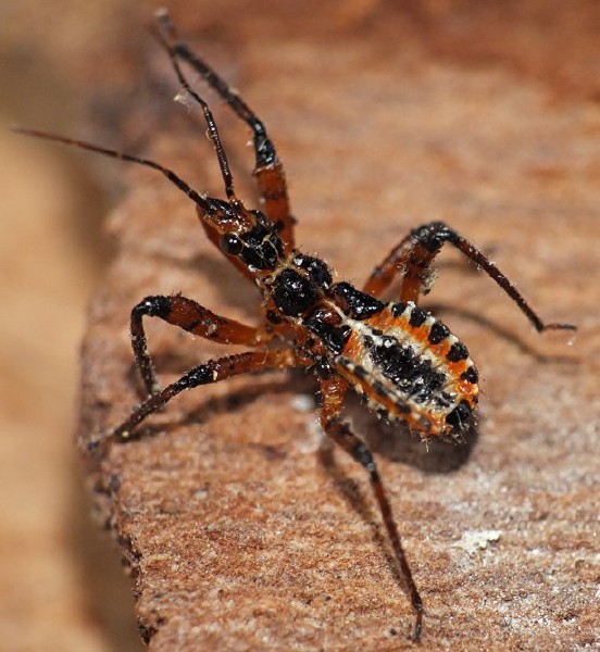 rhinocoris_iracundus_juvenile_1.jpg