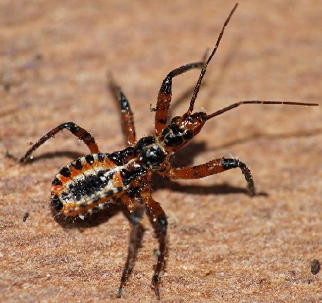 rhinocoris_iracundus_juvenile___copie.jpg