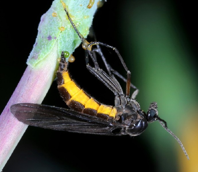 sciara_sp_femelle_ponte.jpg