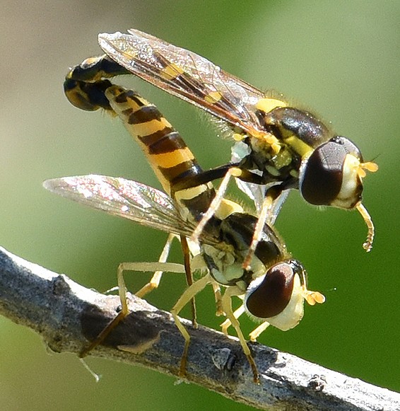 sphaerophoria_scripta_copula.jpg