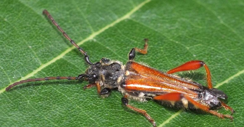 stenopterus_rufus.jpg