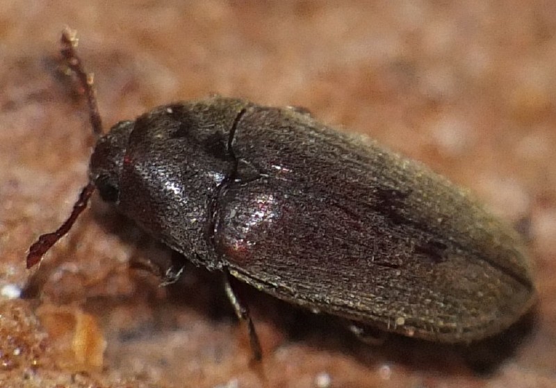 throscus_sp_1.jpg