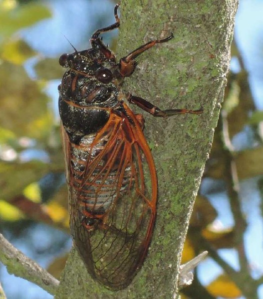 tibicen_haematodes_male.jpg