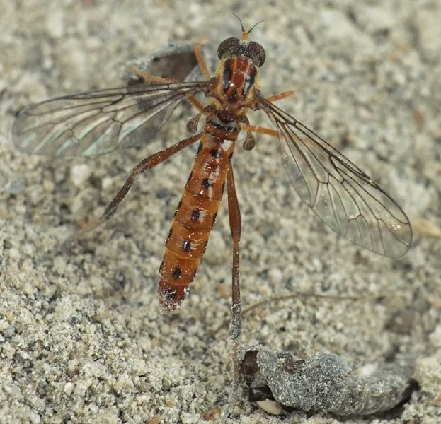 vermileo_degeeri_emergence.jpg