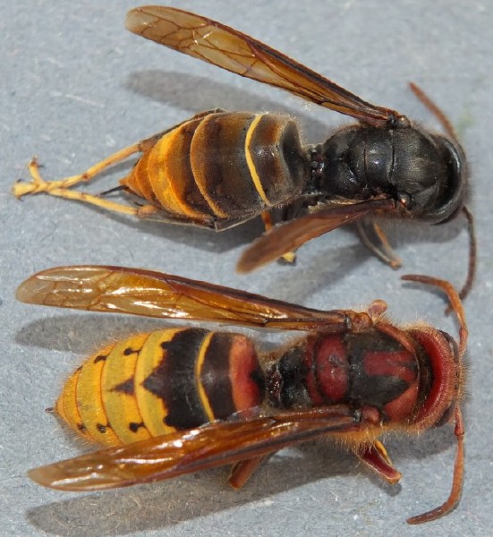 vespa_velutina_vespa_crabro_1.jpg